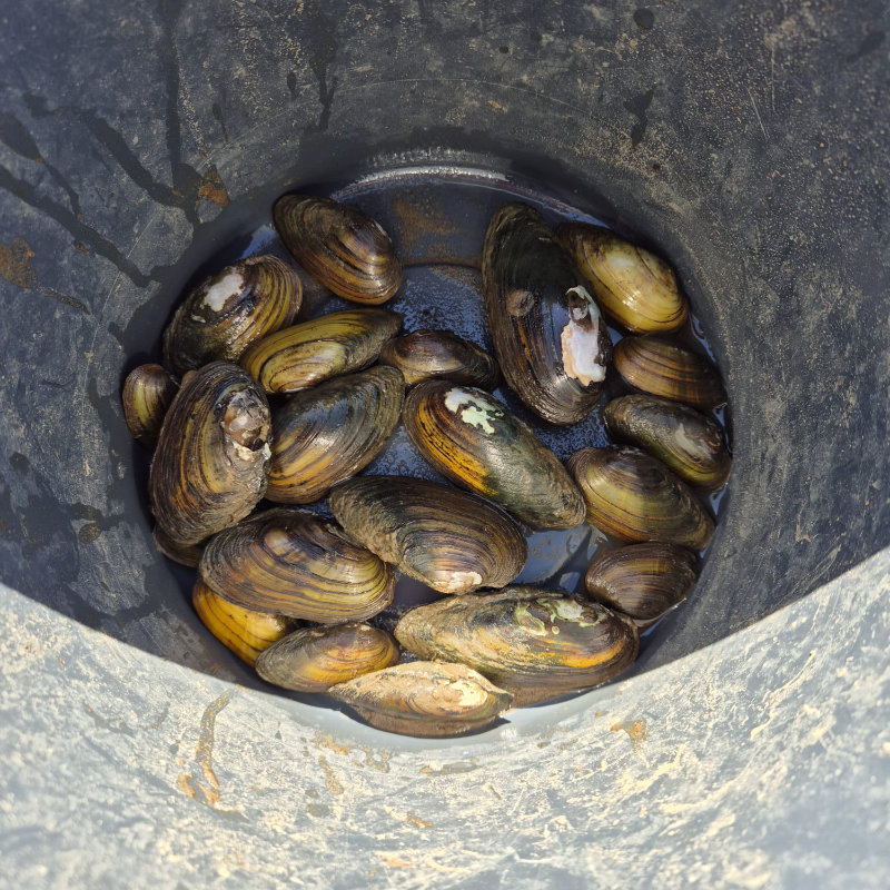 Simpukoita ämpärissä.