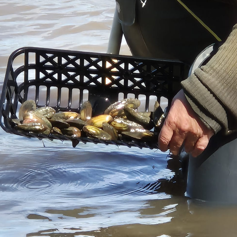 Simpukoiden keräystä.